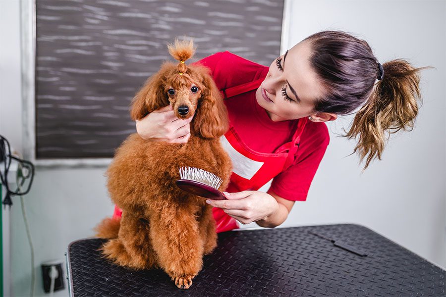Specialized Business Insurance - View of a Young Female Professional Dog Groomer Brushing a Small Red Poodle at a Grooming Salon